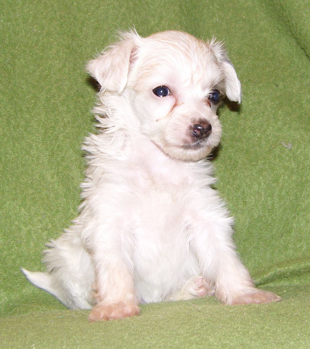 Golden Dream Stars Easy Loved