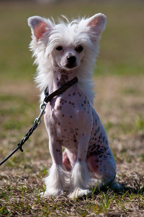 Chineseblue's Northern Lights