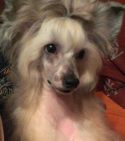 Danika Star Bright Flash