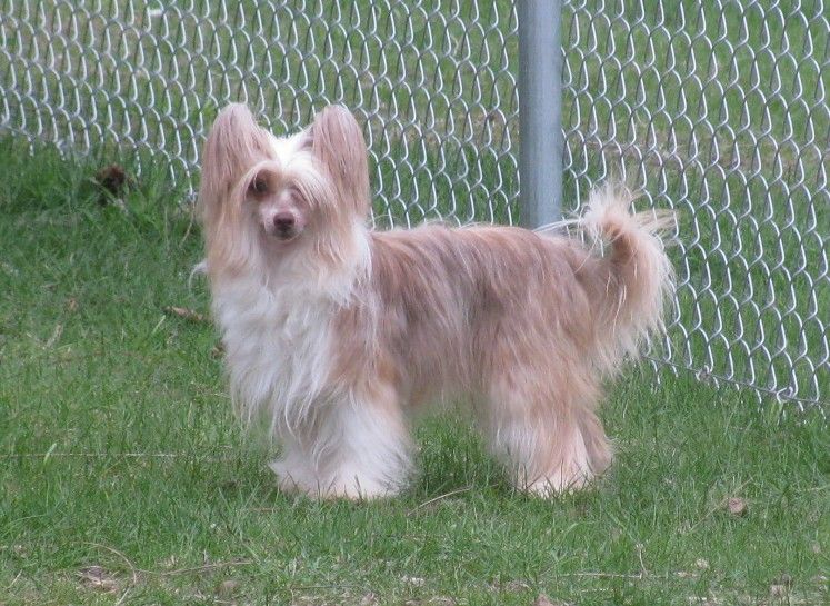 Sunwinds Crispi Creme