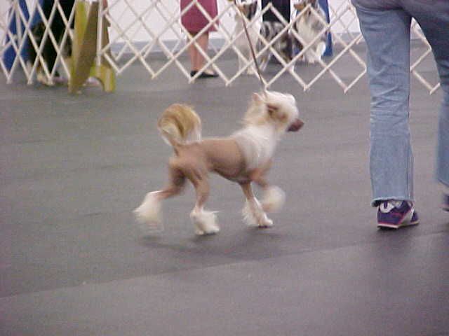 Sunwinds Sneak Attack