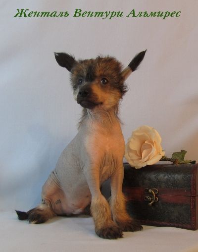 Zhental Venturi Almires