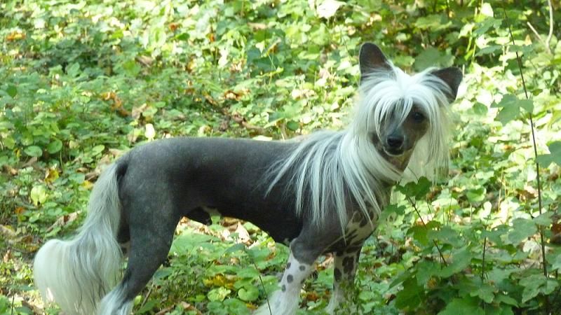 Fort Rêveur de l'Orée des Rêves