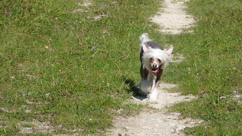 Fire Fly de L'Orée des Rêves