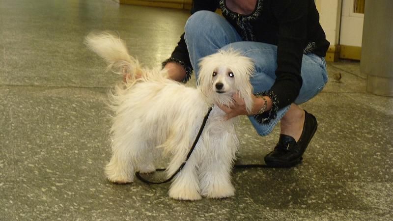 Fly Away de l'Orée des Rêves