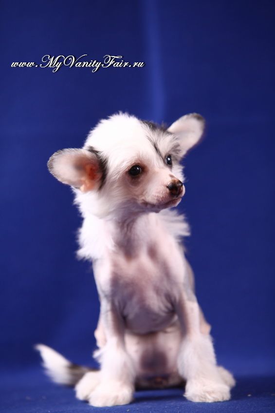 My Vanity Fair Graceful Beauty