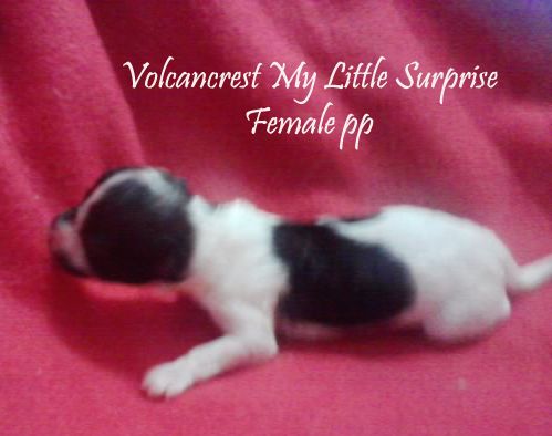 Volcancrest My Little Surprise