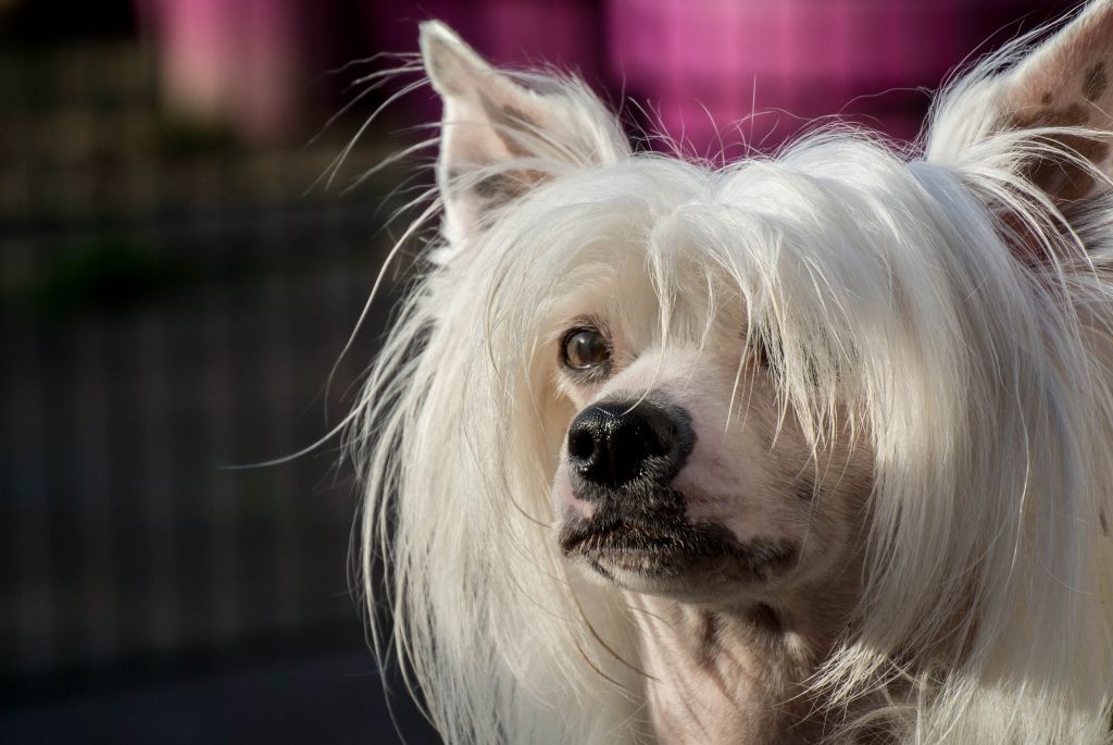 Exotic Vanilla von Shinbashi