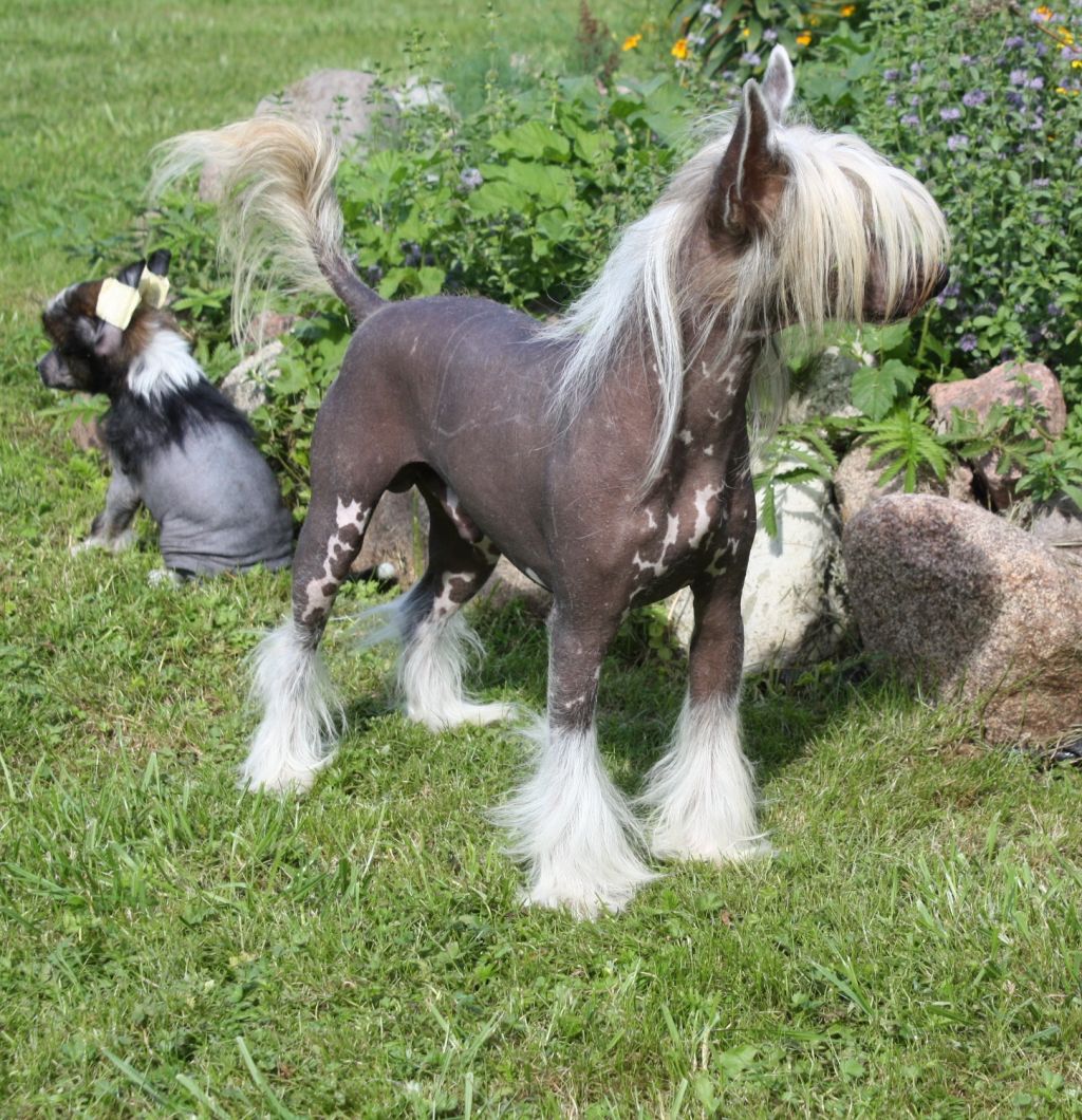 Fantazy Night Small Star Caesar