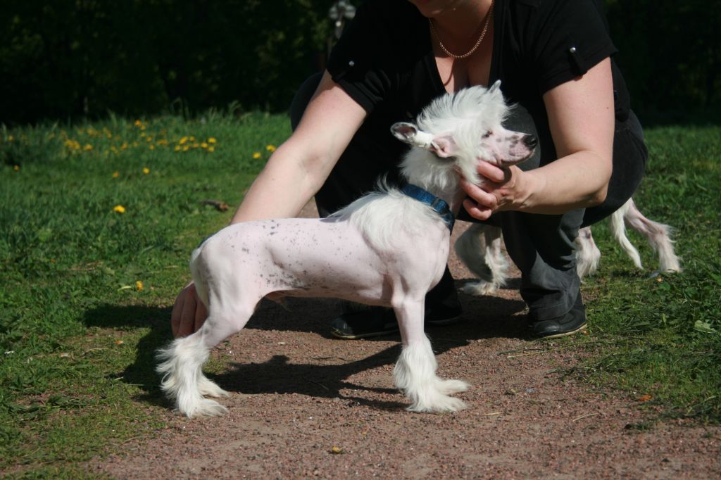 Bella Konstanta Fantastic Prince