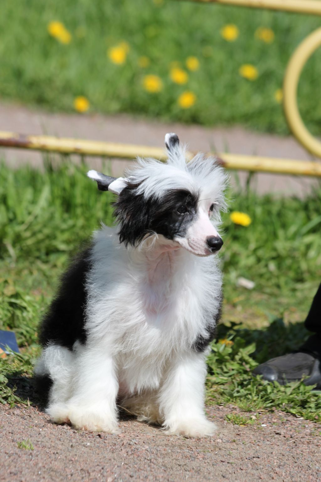 Bella Konstanta Flaming Star