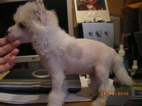 I Van Dzy Lyubimiy Princ