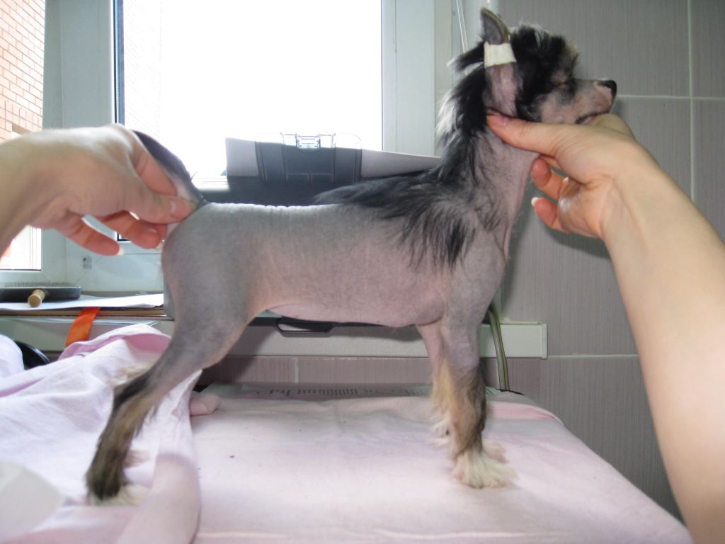 Krasavica Li-Lu Vics Hause