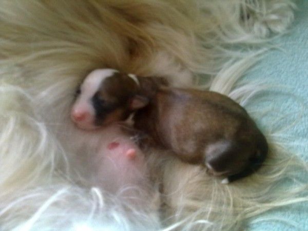 A ... Od Andre A Sabi