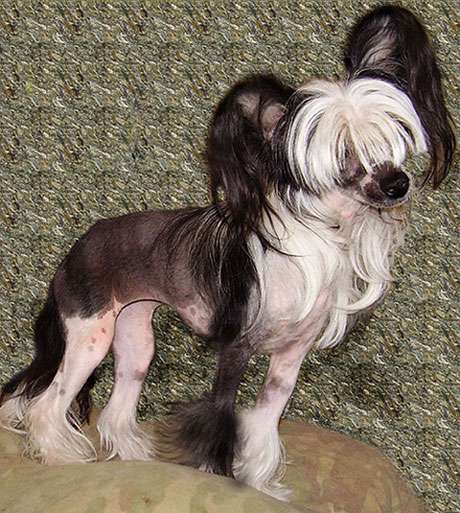 Gloria Charming Beauty