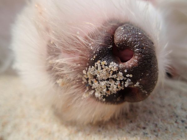 Solino's Wake Up Little Susie