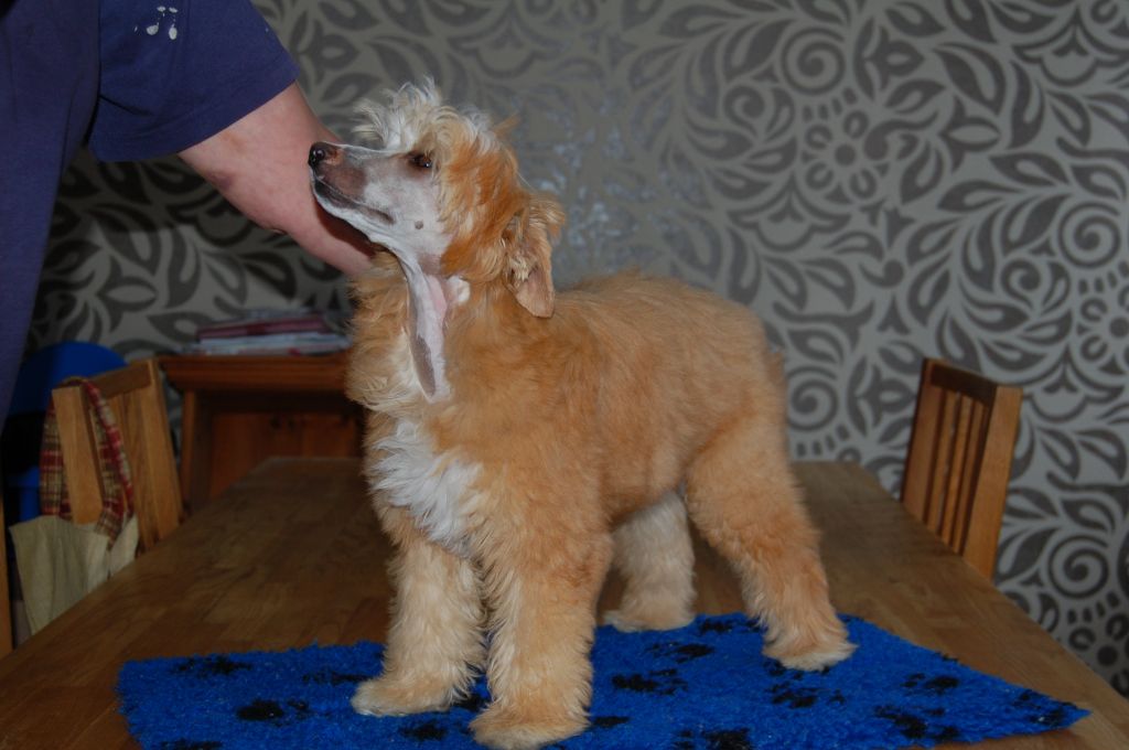 Crested Clan Red Hot Chili Peppers