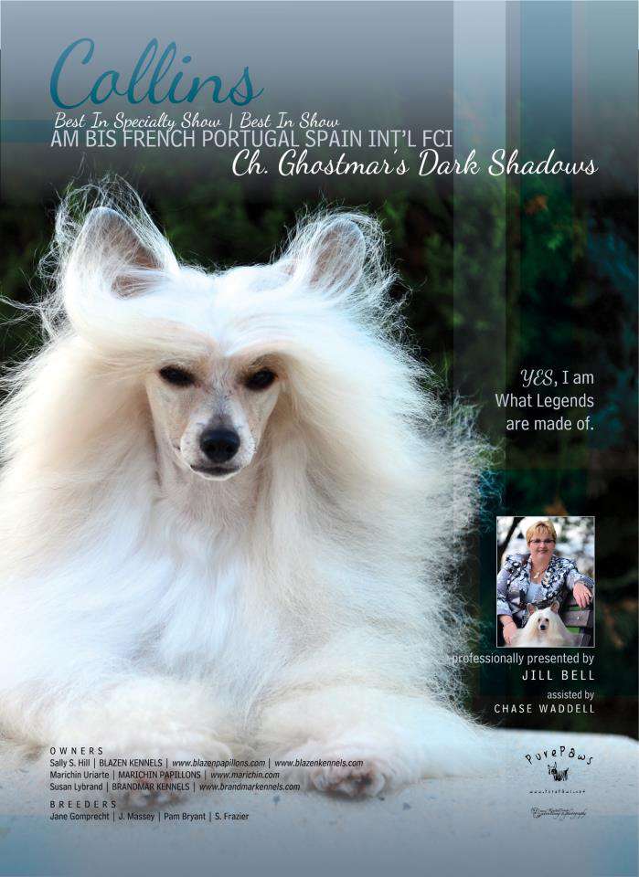 Ghostmar's Dark Shadows