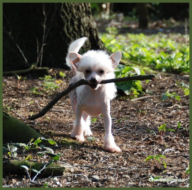 For Your Eyes Only of Roxy's Pride