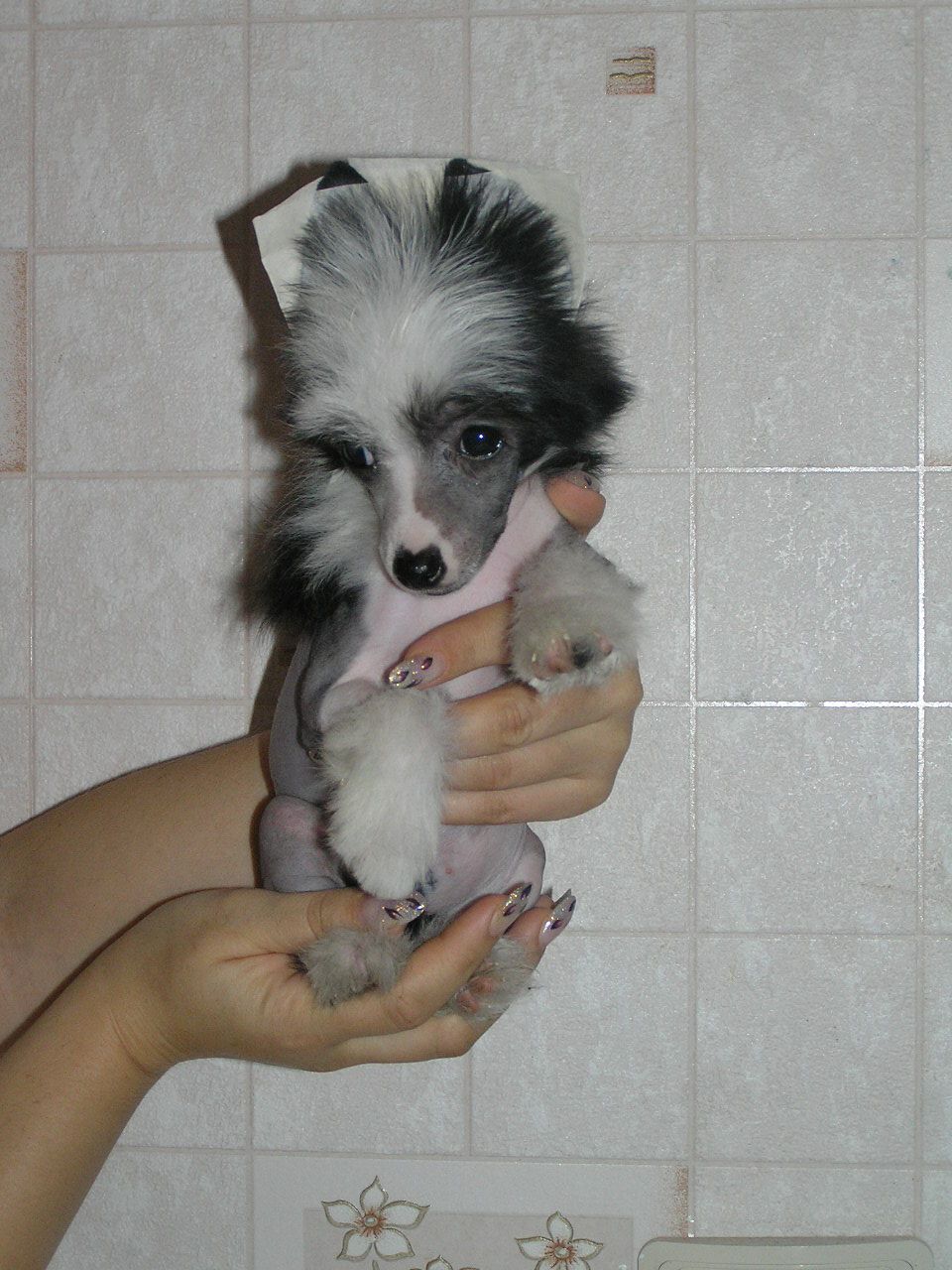 Elfgrace Essika Black-White