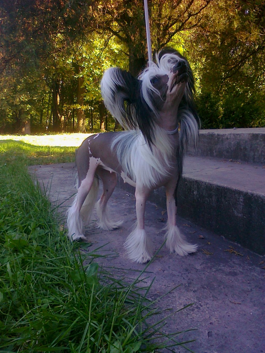 Nigta Musica Minodora