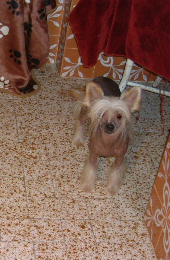 Piciri Lakuvi Lalita