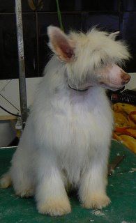 Doucai's Winters Dream