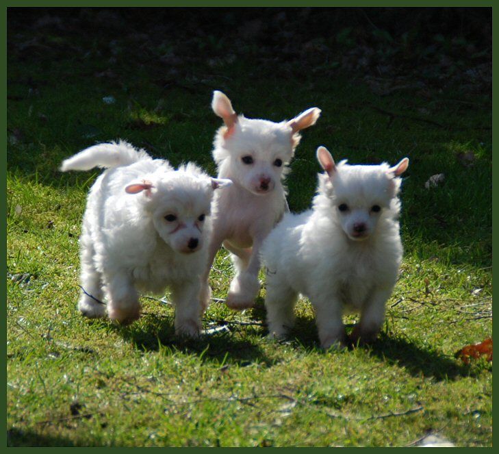 Dancing The Rumba of Roxy's Pride
