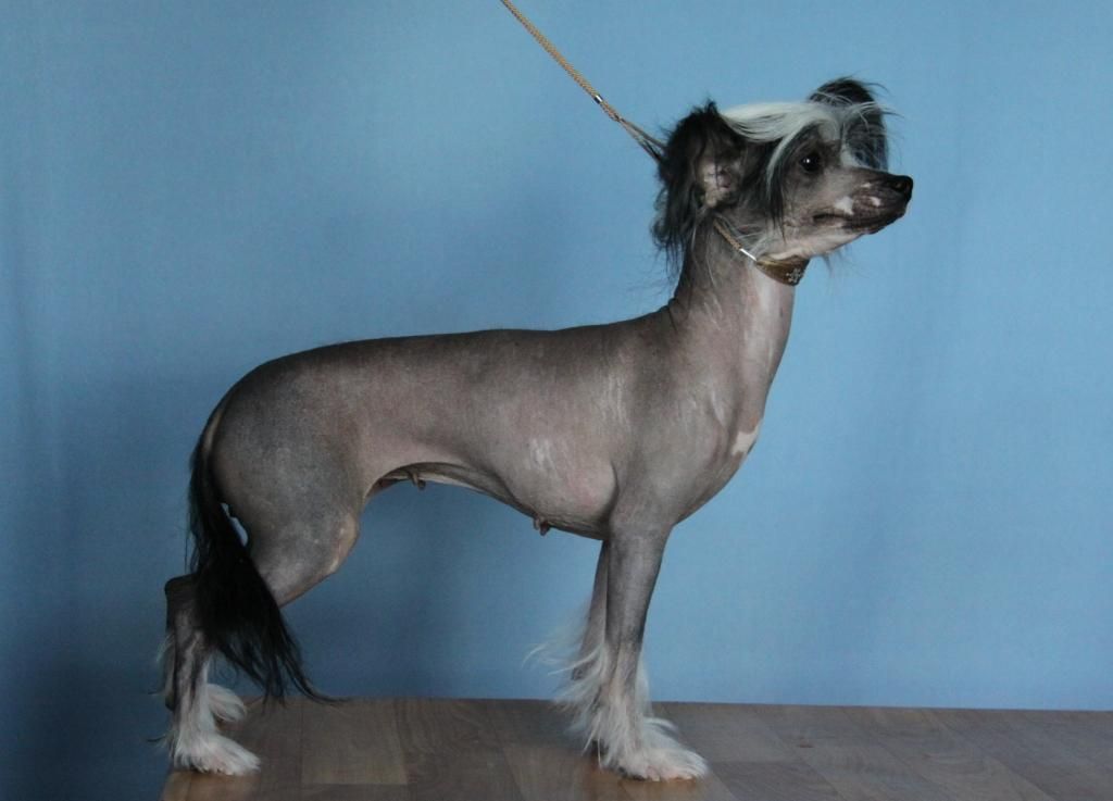 Zheneva-Debjut Zviozdnaia Roskosh