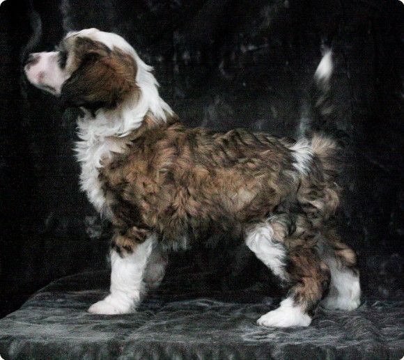 Chinese Line Ex Tempore