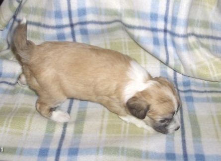 Sparkling Shadow's Absolute Armani