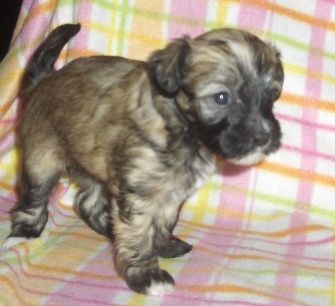 Sparkling Shadow's Amazing Darkness