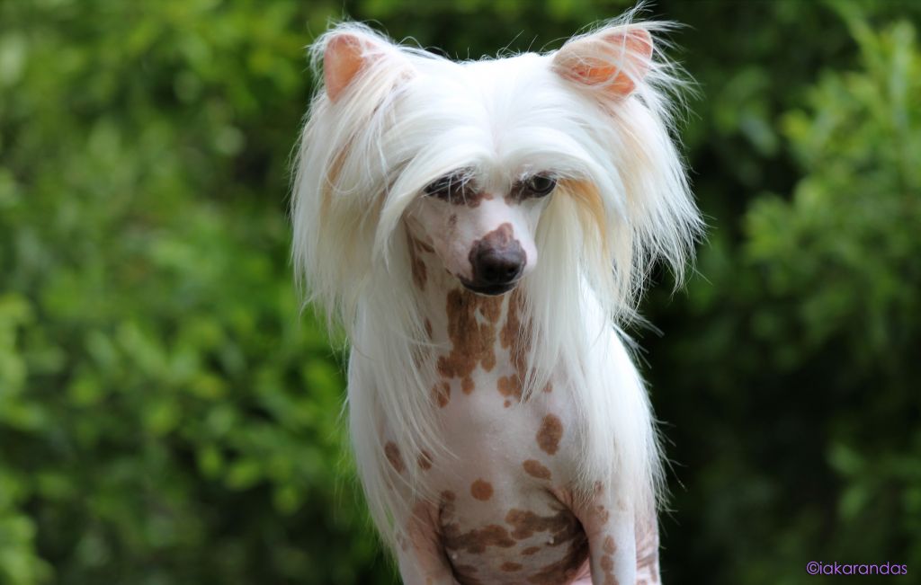 Solino's Without a Doubt