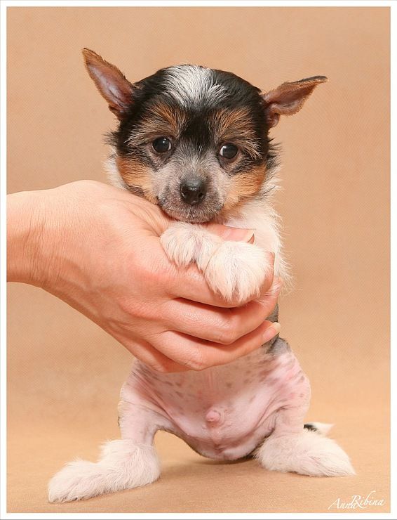 Dogland Happy Cinzano