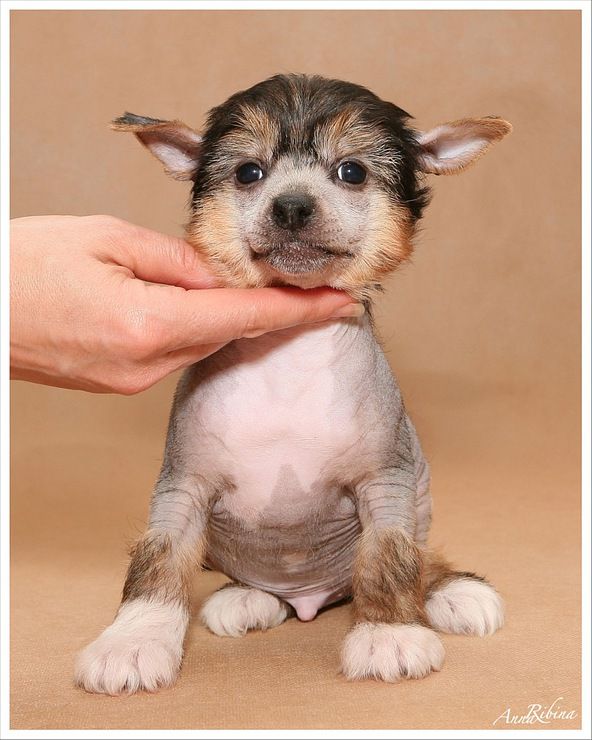 Dogland Happy Celintano