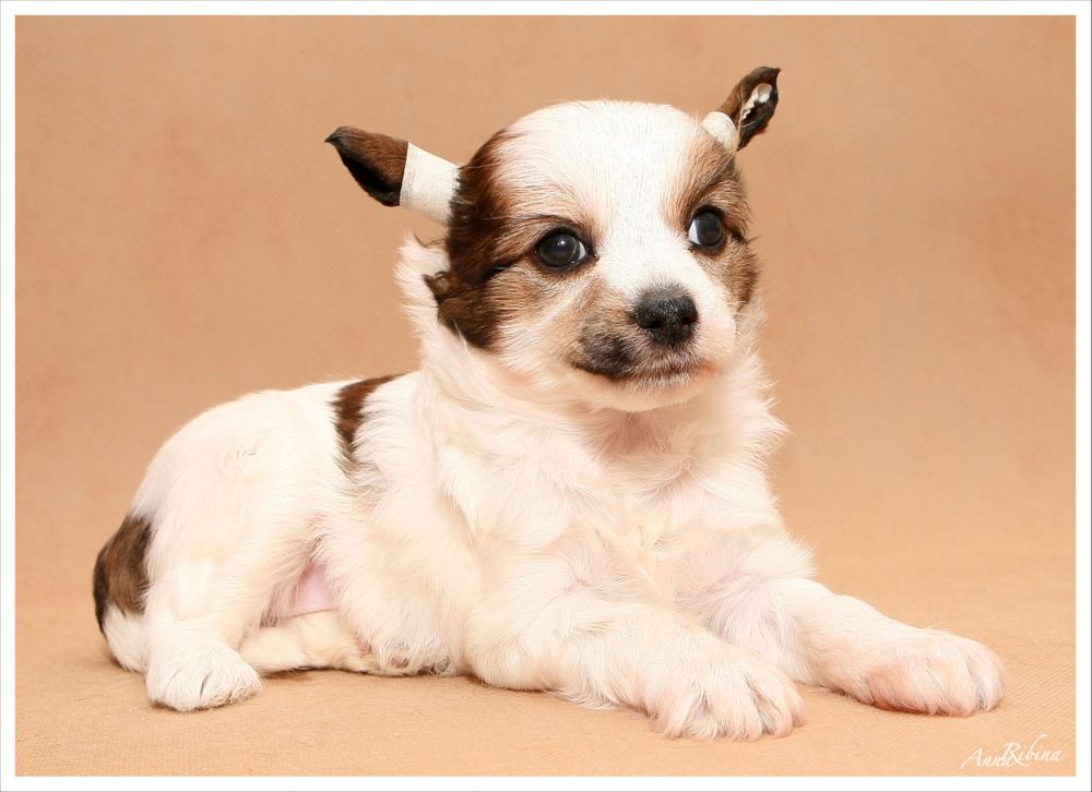 Dogland Happy Sharlotta