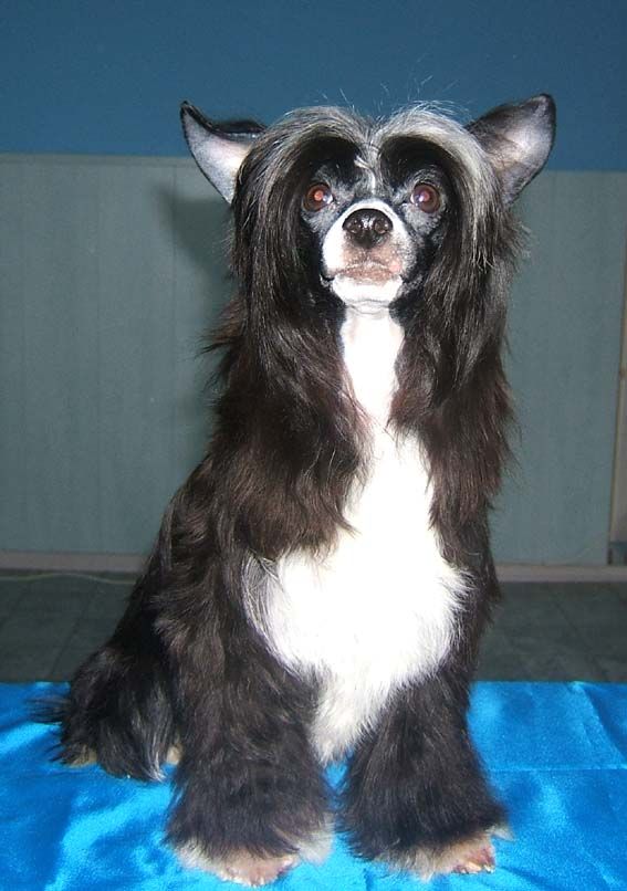 Shanel Glamour Only You