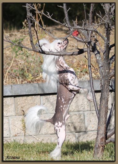 Azzana I'm Just A Love Machine