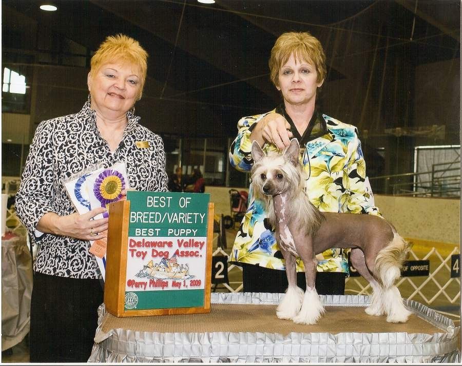 Heluja Chrome Trimmings en Rogue