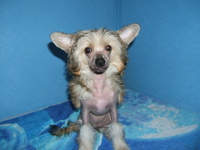 Shanel Glamour Scarlet Sun Gift