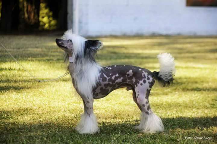 Felix da Casa Algarvia