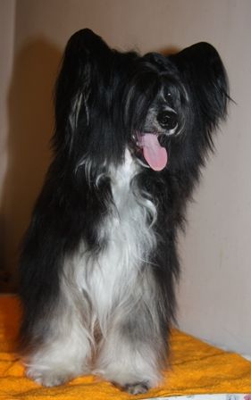 Diamant  iz Strany Kutha 