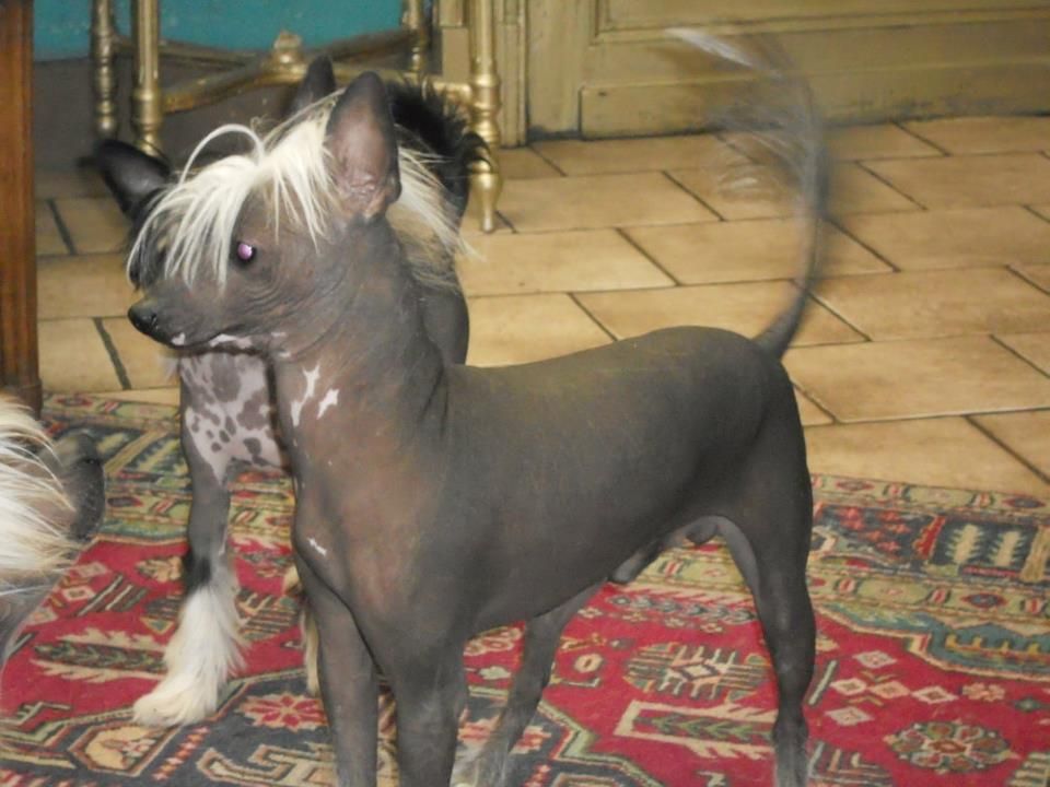 Gamon Du Jardin De Guanglying