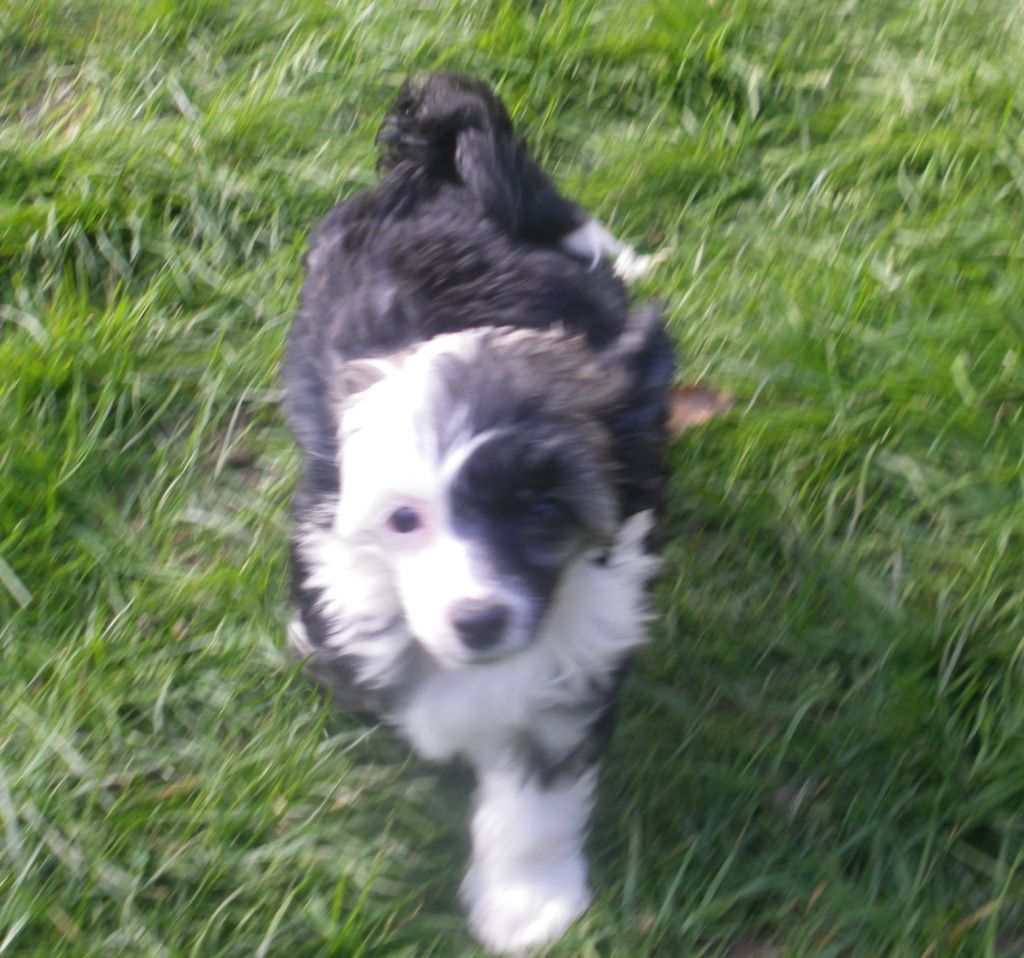 Garlonn  Du Jardin De Guanglying