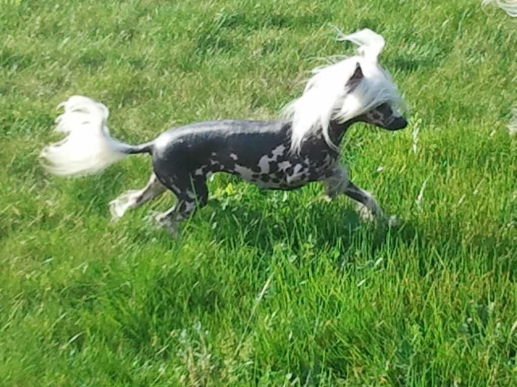 Gwenina  Du Jardin De Guanglying