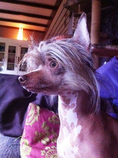 Cat's China Dogs Lord Zillion