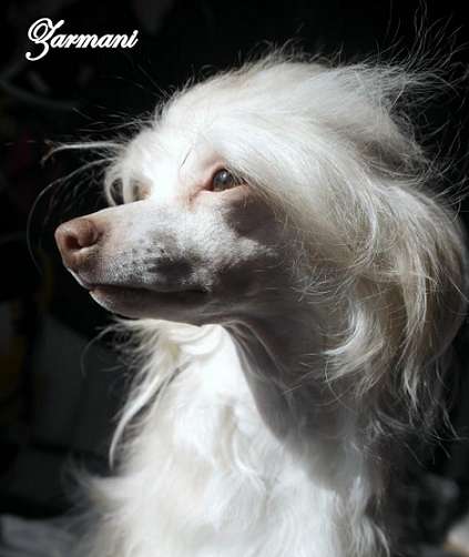 Cat's China Dogs Lady Zarmani