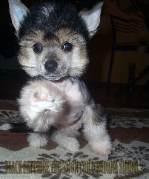 Black Sapphire the MoonChild Rudana Sharm