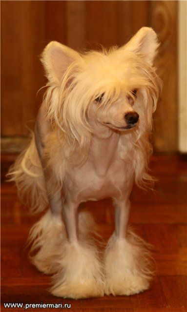 Happy Spirit von Shinbashi