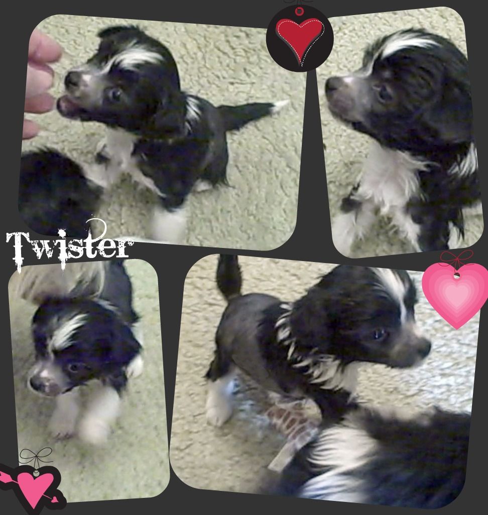 Sakkarra New Years Litter- Twister